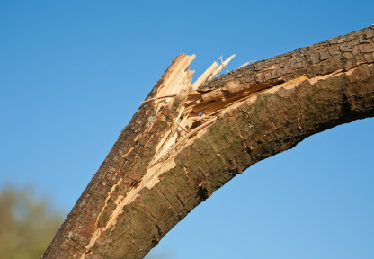 Then you can drill through the split and install threaded steel rods (a) with washers and nuts at either end to clamp the split together. Can You Repair A Broken Tree Branch Uncategorized Talklocal Blog Talk Local Blog