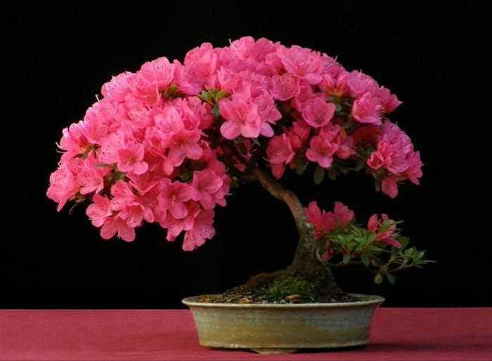 cây bonsai