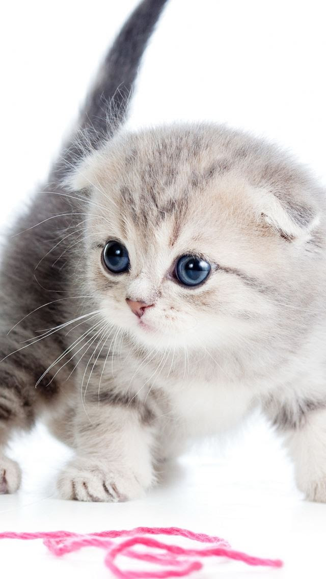 これまでで最高のかわいい 猫 可愛い 壁紙 Iphone 無料イラスト集