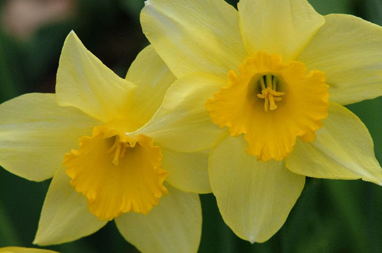 50 素晴らしい尊敬 花 言葉 最高の花の画像