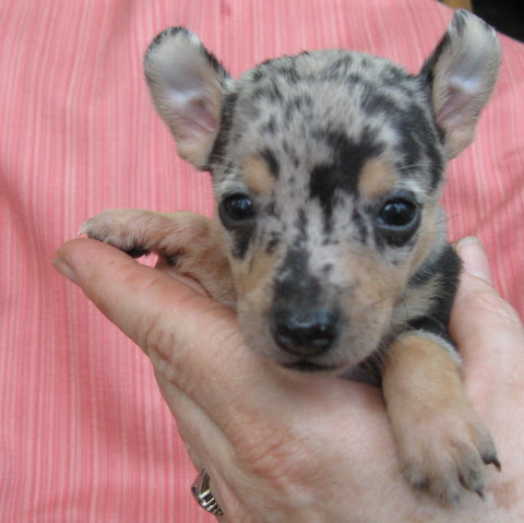 If you want to give human food to your pup, then you need to know which human foods are appropriate for dogs' health. Blue Merle Rat Terrier Puppies For Sale Off 77 Www Usushimd Com