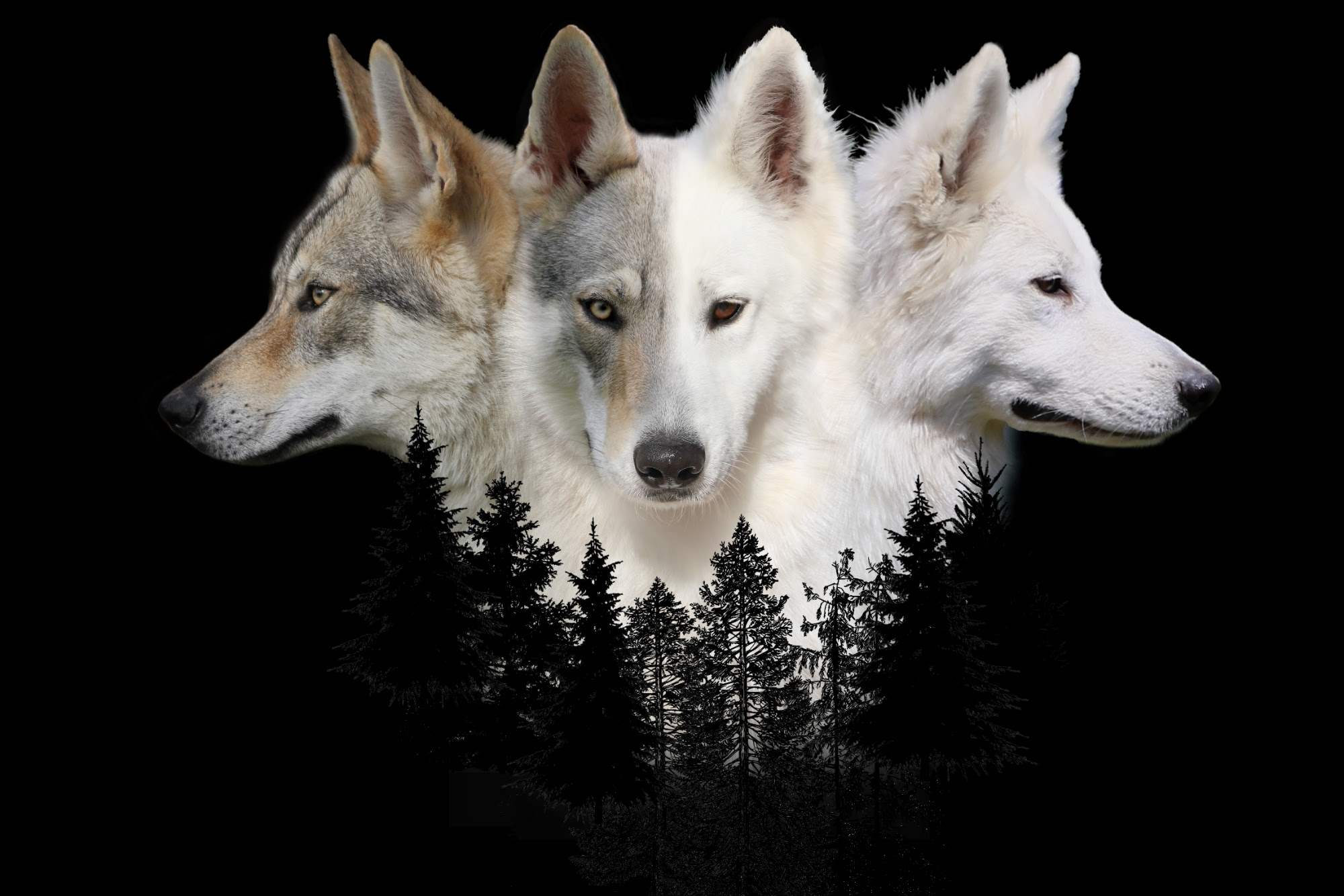 Chien Loup Blanc Yeux Bleu Zune Sector