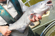 blue catfish