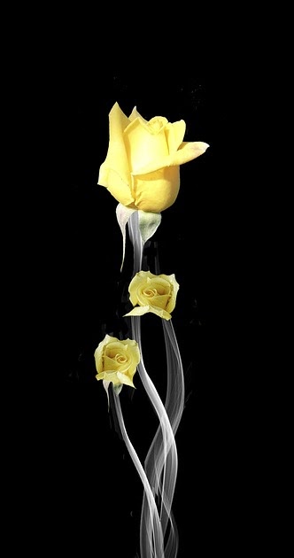 Gambar Bunga Mawar Hitam Putih Keren ~ Trend Pict