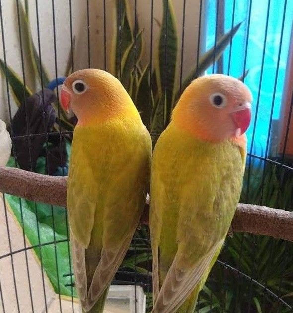  Pastel  Euwing Kuning  Love  Bird  Mantap