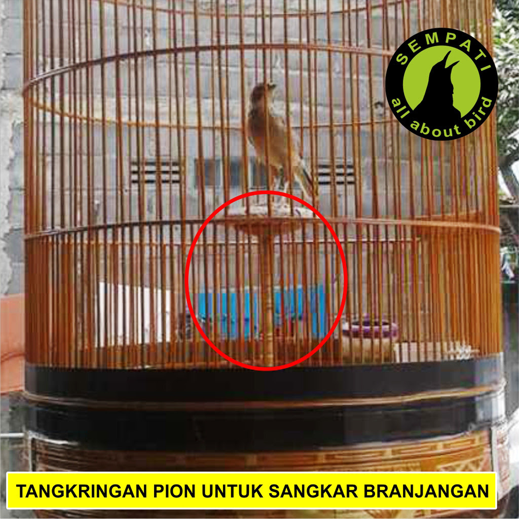 Gambar jenis burung branjangan termahal di dunia. Pion Tangkringan Batu Apung Sangkar Burung Branjangan Sempati Bird Shop