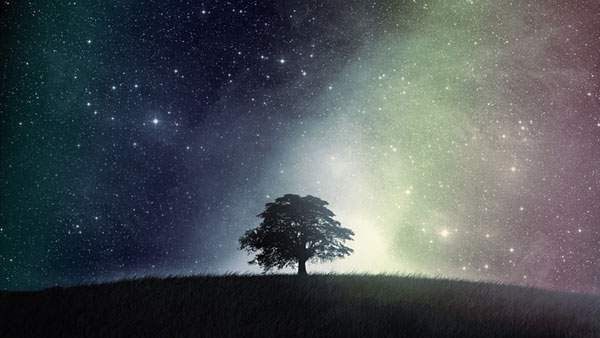 最新のhdデスクトップ 壁紙 星空 高画質 フリー 花の画像