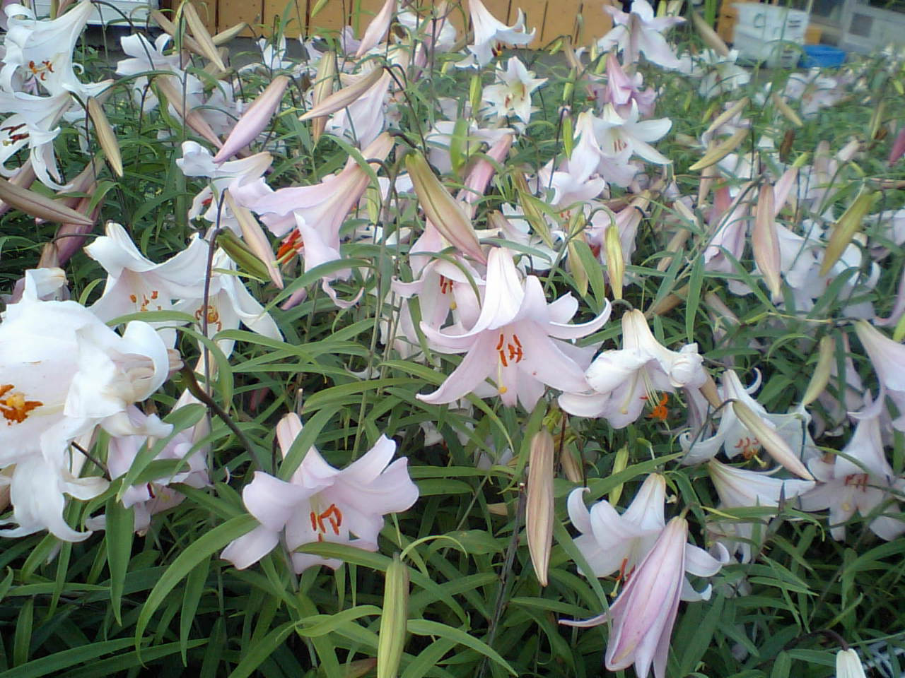 最も好ましい 姫百合 花 言葉