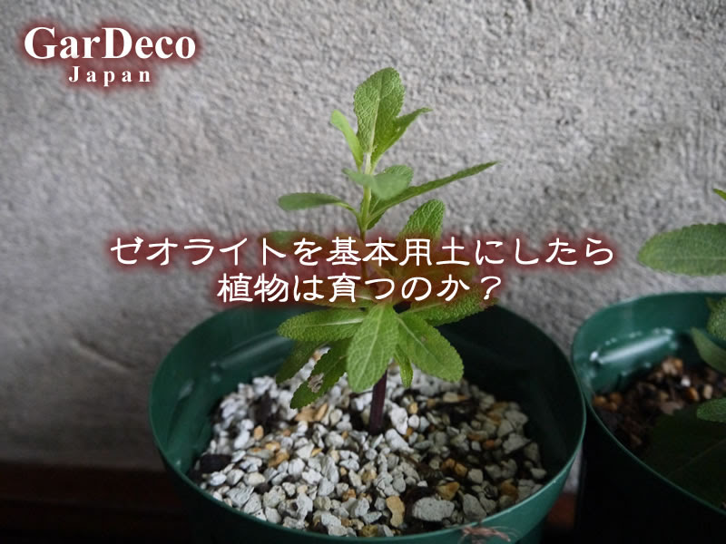 すべての美しい花の画像 50 多肉 植物 ゼオライト のみ
