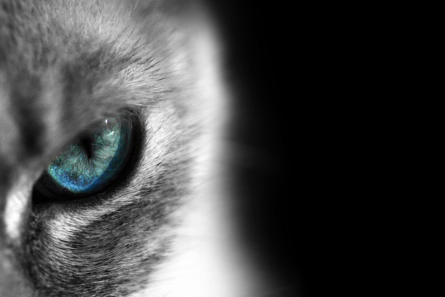 印刷可能無料 猫 かっこいい 壁紙 Jpbestwallpaper