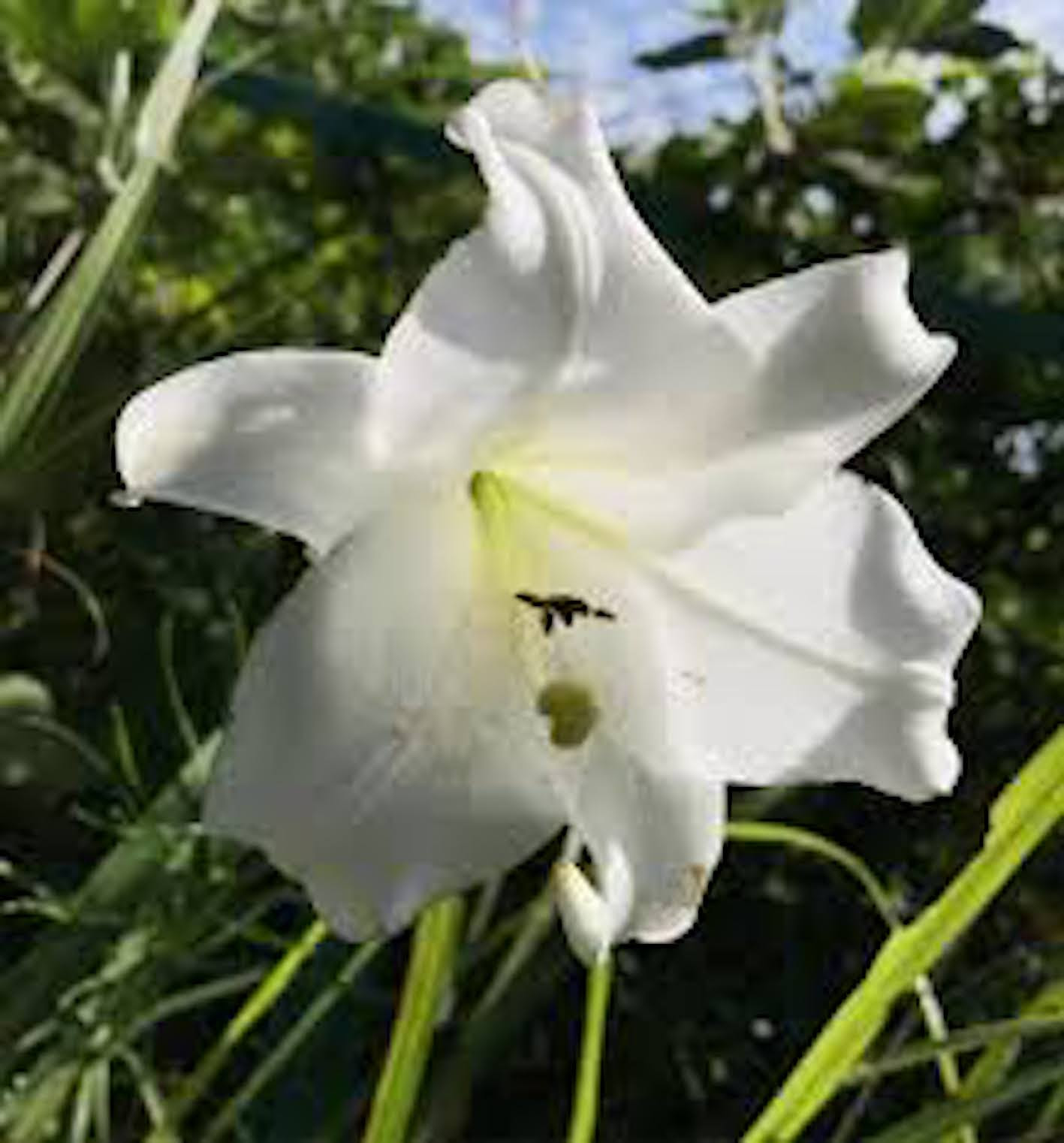 50 カサブランカ と ユリ の 違い すべての美しい花の画像