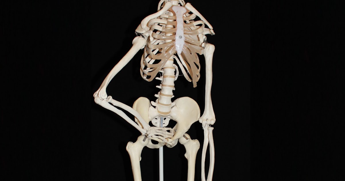 Gambar Ilustrasi Tulang Manusia Hilustrasi