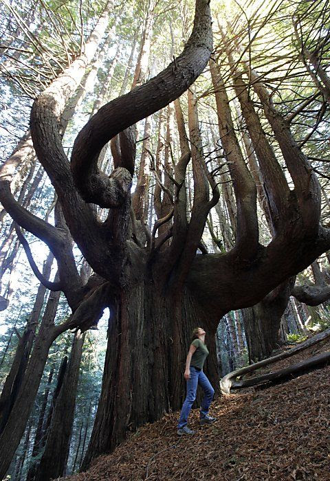 The grove of 'candelabra' redwoods, known as the Enchanted Forest,  Shady Dell