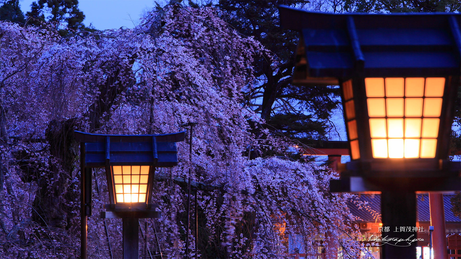 高 画質 京都 高 画質 桜 壁紙 Udin