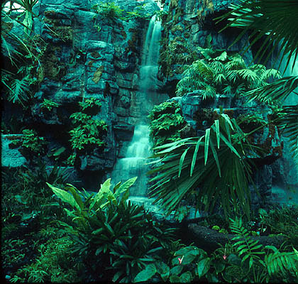 Tropical rainforests have climates that receive high temperatures and high humidity throughout the year. Tropical Rainforests