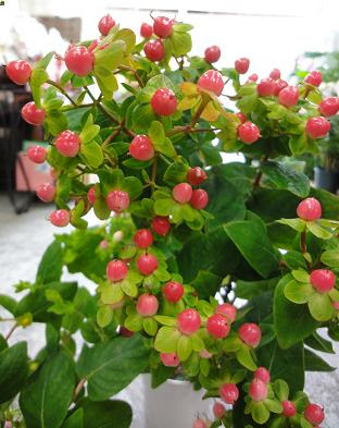 心に強く訴える花束 赤い 実 最高の花の画像