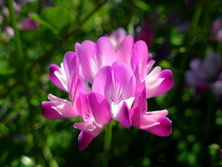 綺麗な花 れんげ 最高の花の画像