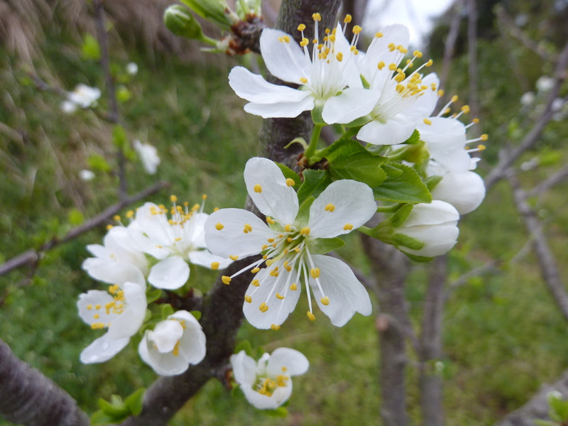 すべての美しい花の画像 心に強く訴えるプルーン 花