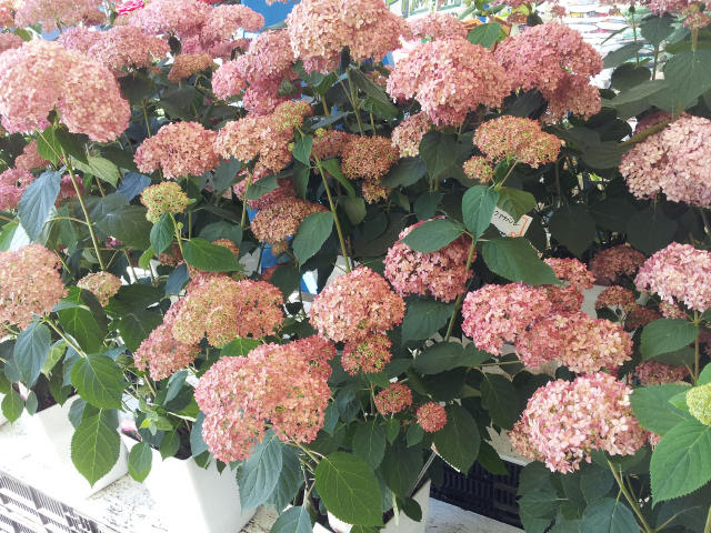 新着アナベル ピンク 最高の花の画像