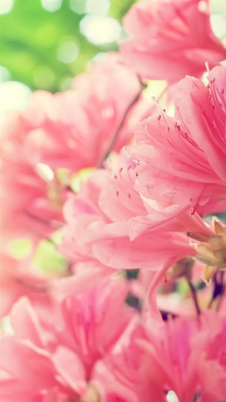 上ピンク 花 壁紙 美しい花の画像
