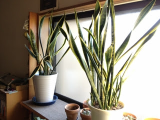 サンスベリア 伸び すぎ サンスベリア 伸び すぎ
