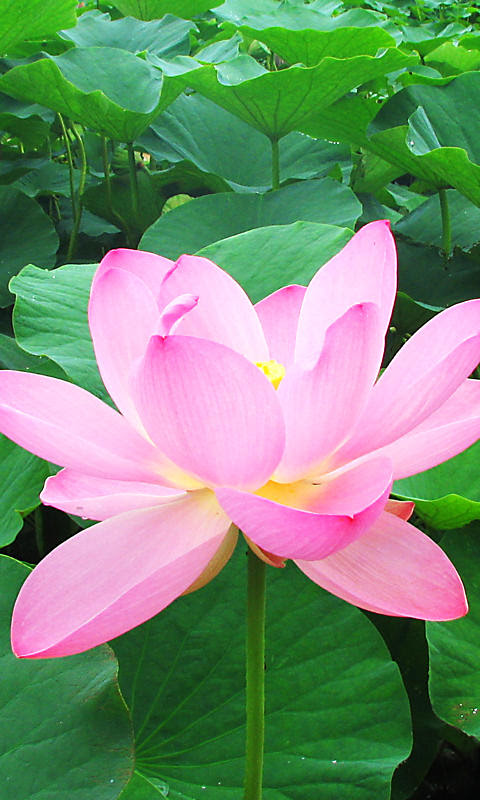すべての美しい花の画像 最新のhd壁紙 スマホ 蓮 の 花