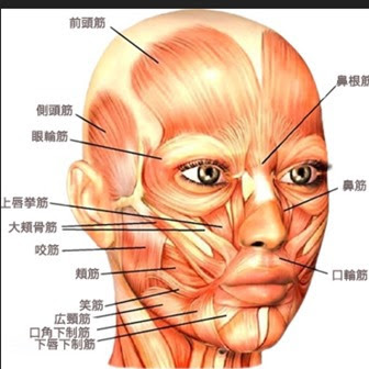 Japan Image 顔 筋肉 図