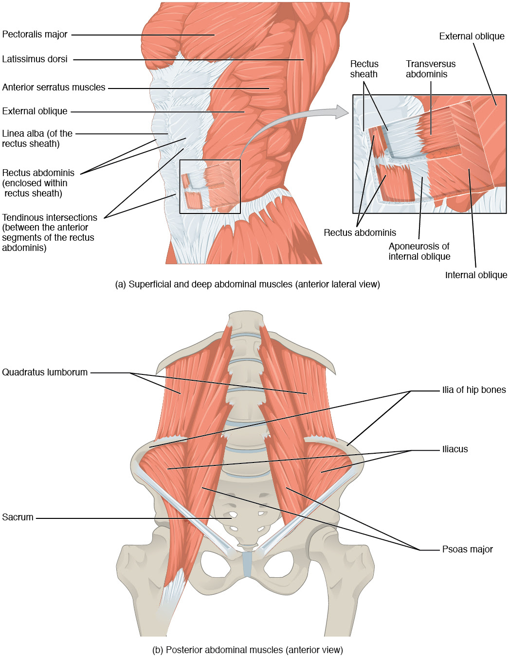 It allows for movement of the shoulders and shoulder blades. Thoracic And Abdominal Muscles Lecturio Online Medical Library
