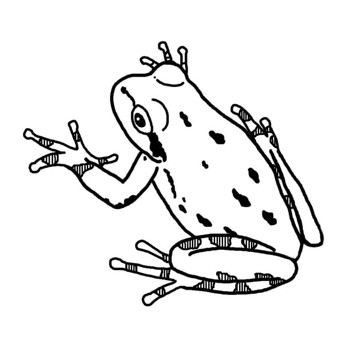 美しい花の画像 ベストカエル イラスト 白黒 リアル