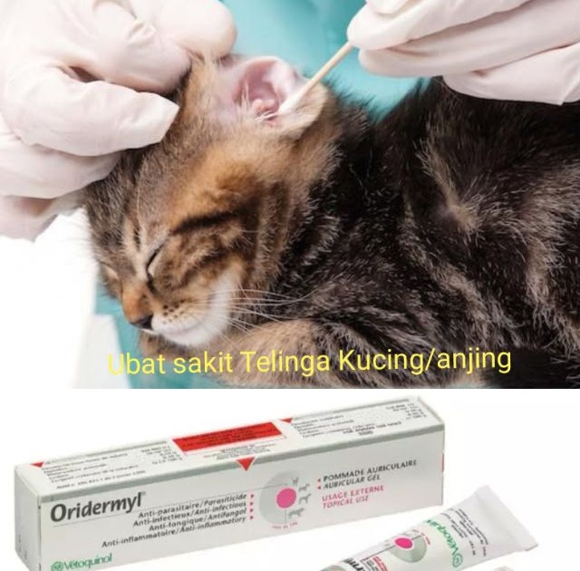 Cara Ubat Sakit Telinga Kucing - Harbolnas p