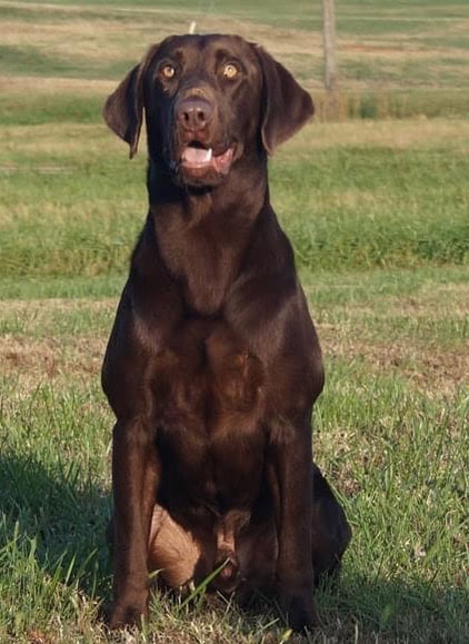 Salkeatchie labrador has you covered, visit our website to view our dogs. Puppies Dry Pond Kennel