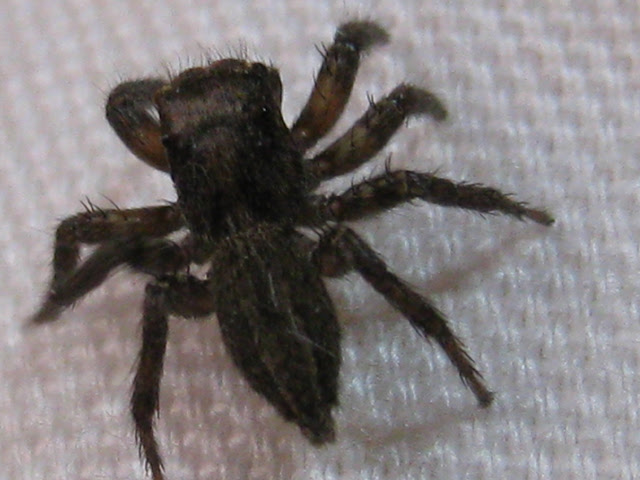 家 蜘蛛 でかい 黒 Hōmuaidea