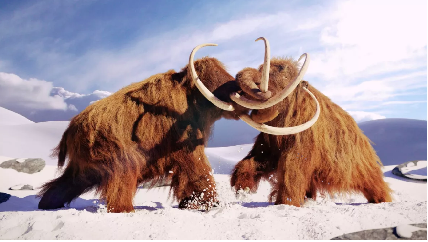 Artist rendeition of two woolly mammoths fighting.