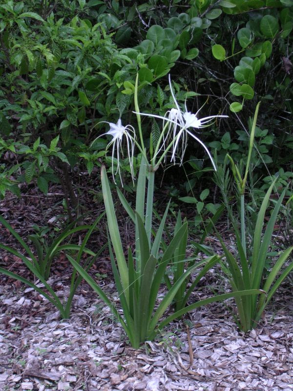 Maybe you would like to learn more about one of these? Landscaping With Florida Native Plants