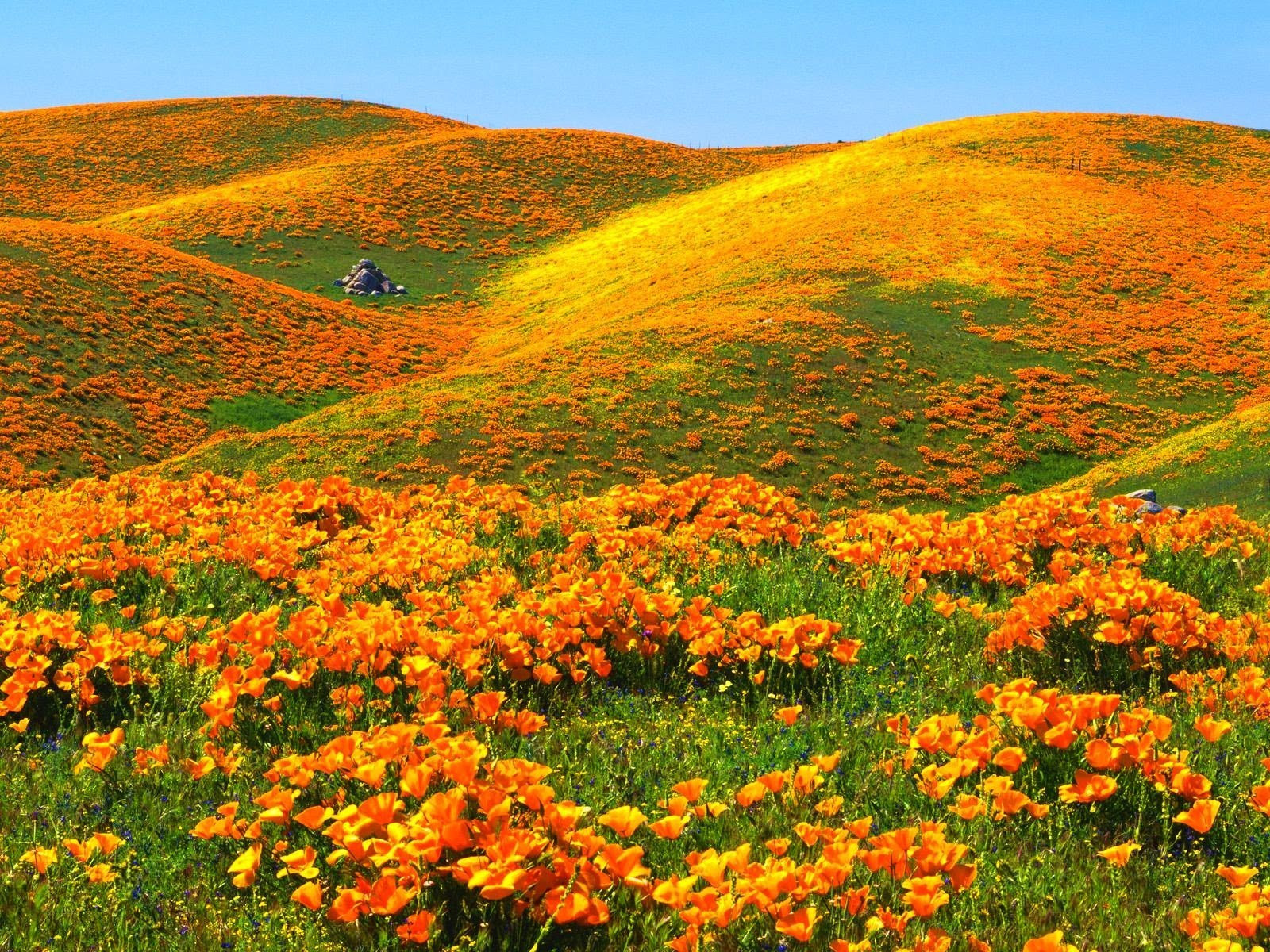 California-Poppies-deedeeflower-19543734-1600-1200.jpg