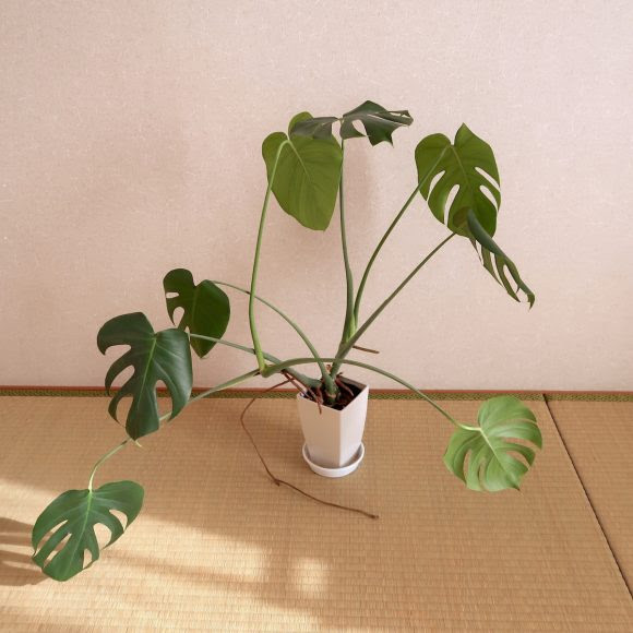 すべての美しい花の画像 75 モンステラ 植え 替え 土