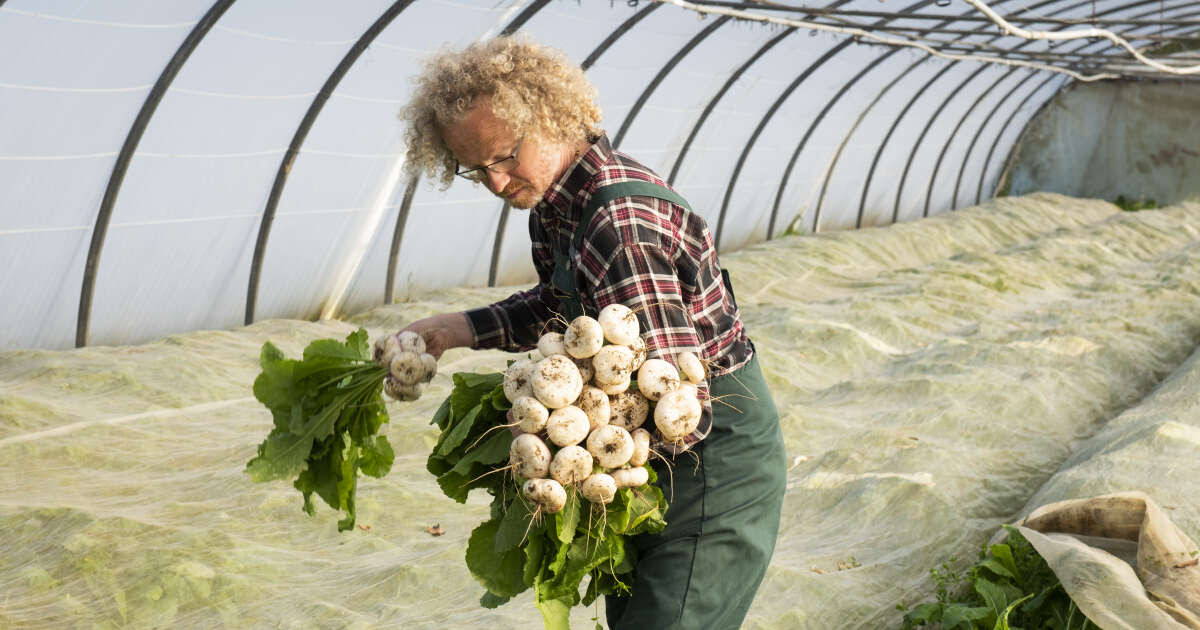 Le blues des agriculteurs bio : « Je ne voyais plus mes porcs mais mes pertes : de 40 à 50 euros par cochon »