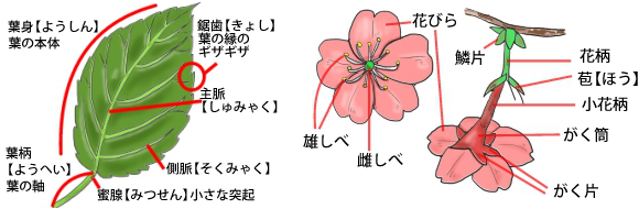 子供向けぬりえ 最高花 部位 名前