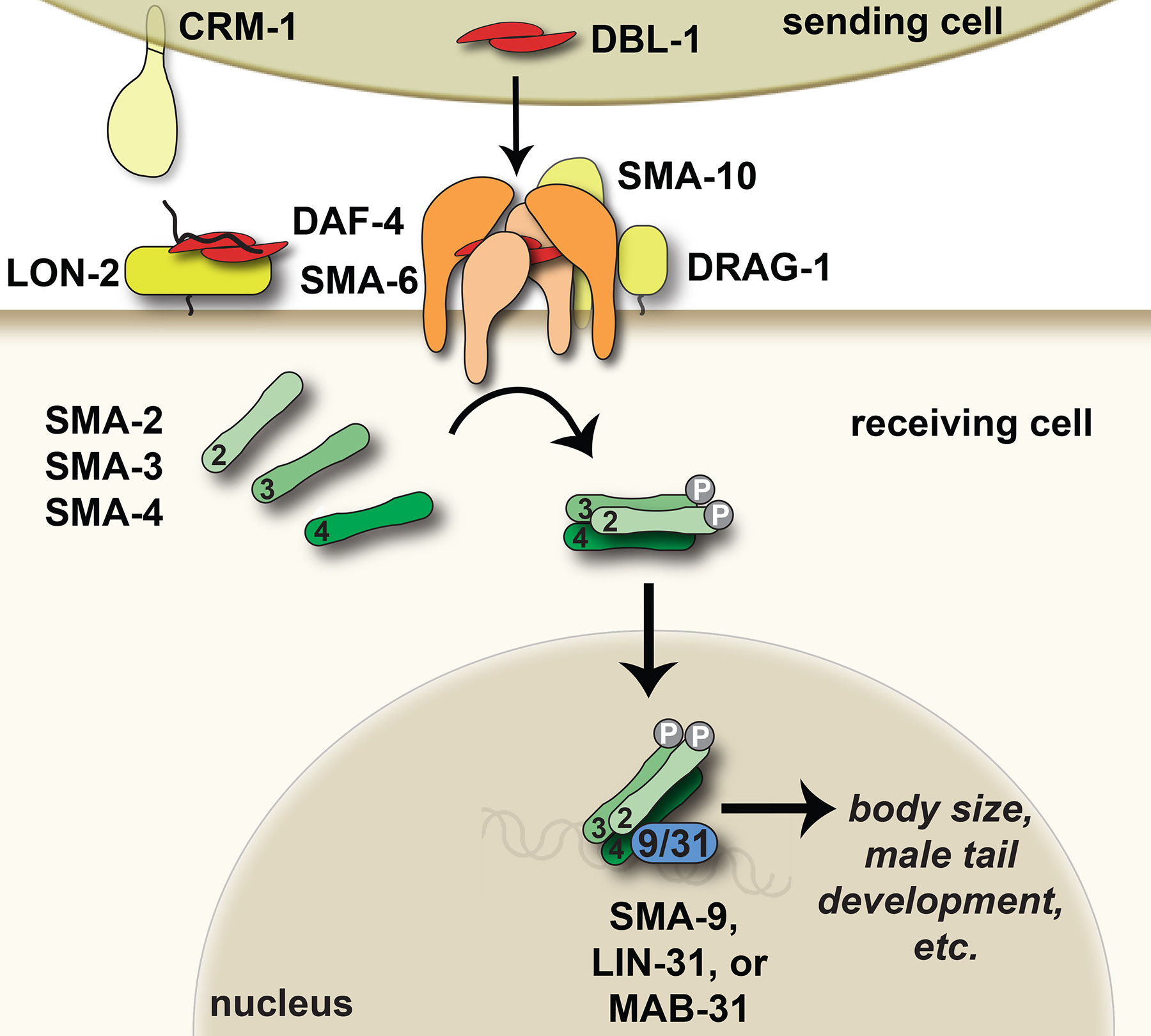 Tgf B Signaling In C Elegans