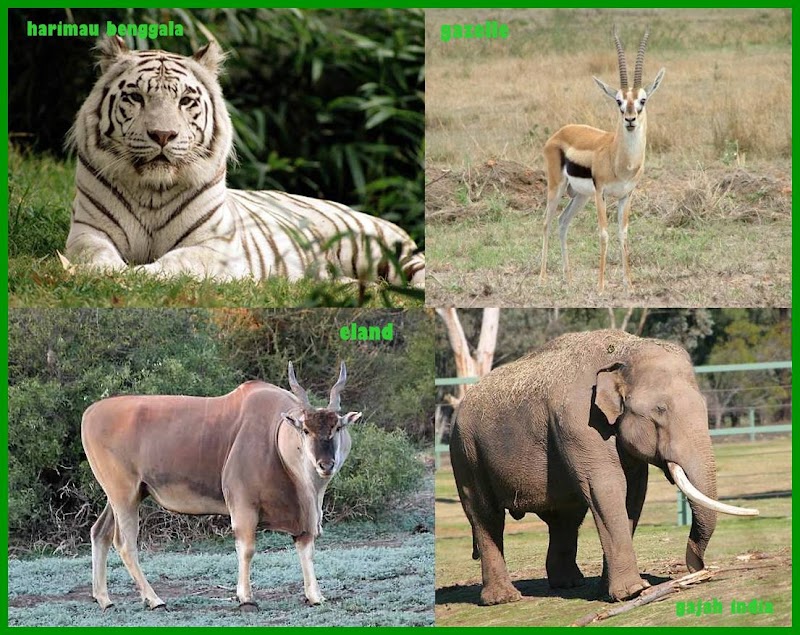 16+ Salah Satu Contoh Tipe Fauna Asiatis Adalah