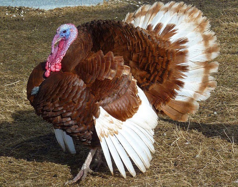 Gambar Ayam Kalkun  Jantan Gambar Kelabu