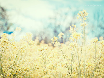 25 ++ facebook cover photos aesthetic flowers 125753