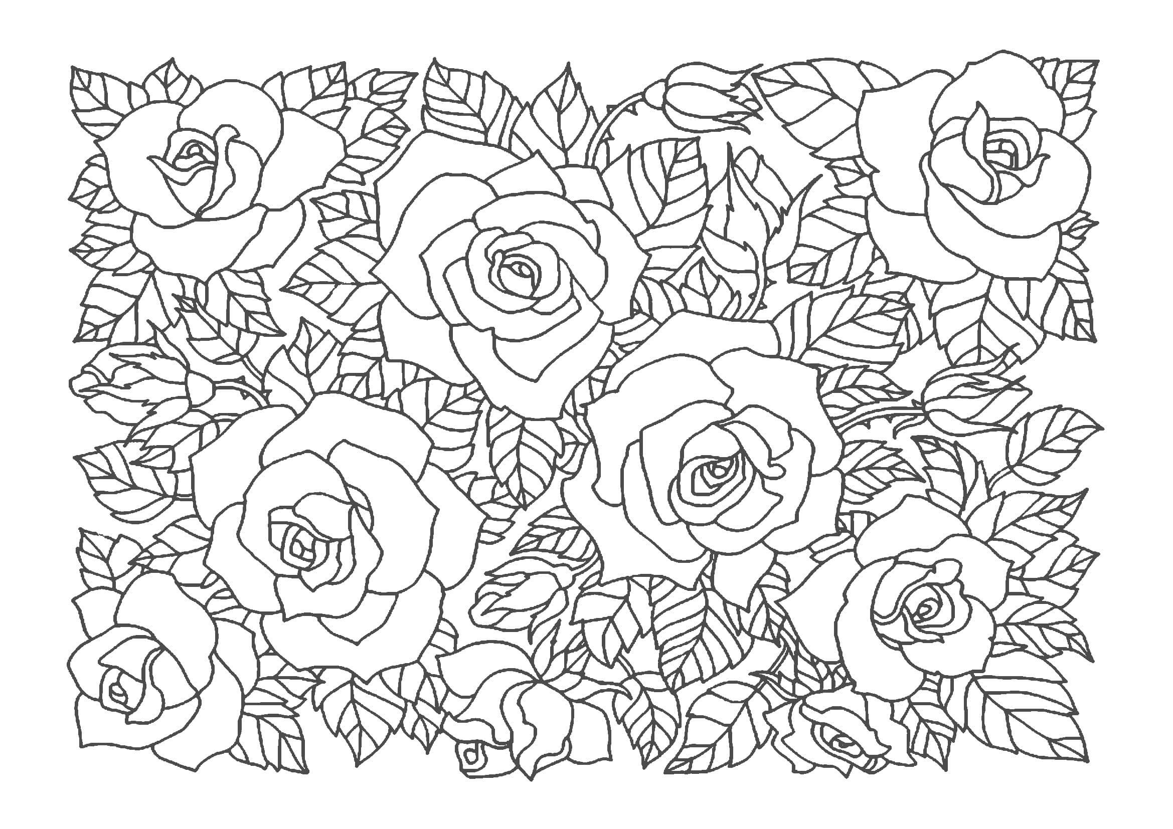 ベストコレクション 塗り絵 花 無料ダウンロード 虹