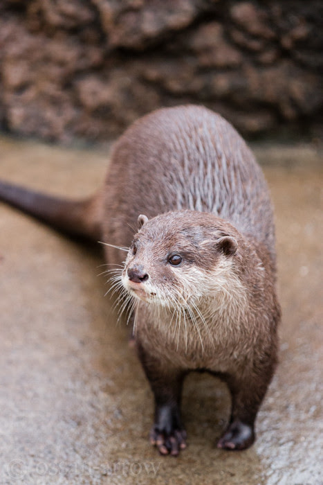 最も人気のある カワウソ 壁紙 3172 カワウソ 壁紙 Iphone