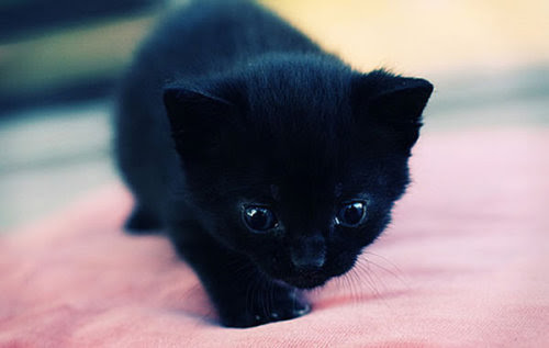 See more ideas about cats, black cat, cats and kittens. Cat Animals Cute Cats Kitten Kittens Baby Animals Cute Animals Cute Baby Animals Black Cat Black Cats Black Cat Kitten Black Cat Kittens Cute Baby Animals