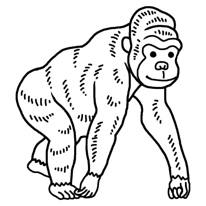 美しい花の画像 綺麗なゴリラ イラスト 白黒