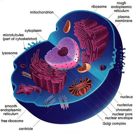 Plant cell diagram class 11 ncert. Class 11 Chap 8 Rajkumar Biology A Guide For 11th 12th Cbse Students