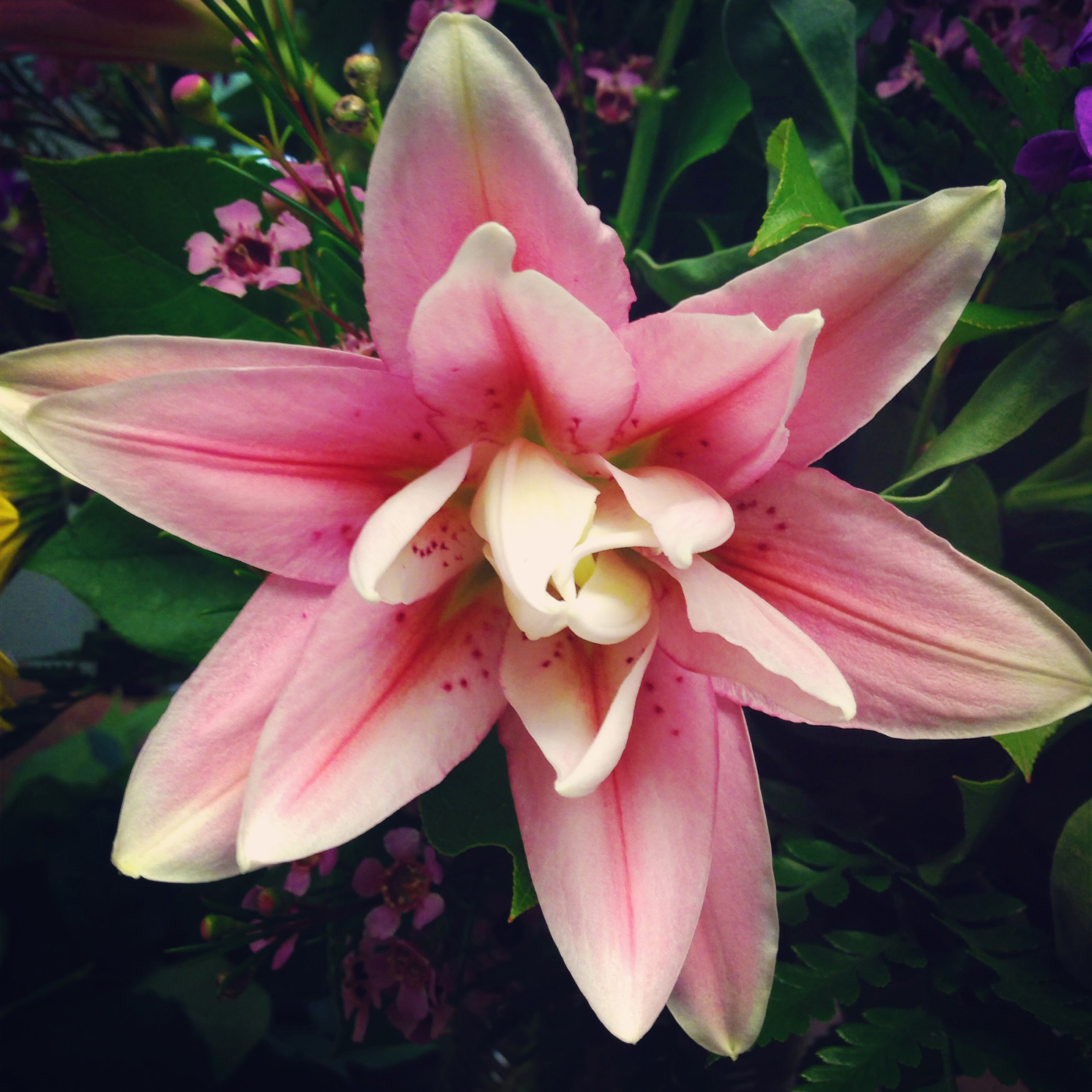 Ancient greeks believed white lilies grew from the milk of hera. 3 Fun Facts About Lilies Freytags Florist Freytags Florist