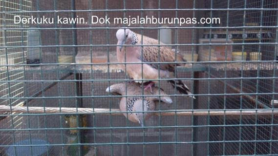 Burung derkuku habitat ciri makanan dan mitos yang beredar. Tips Mengawinkan Derkuku Di Musim Dingin Majalah Burung Pas