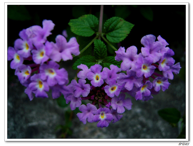 すべての花の画像 新着紫花马樱丹